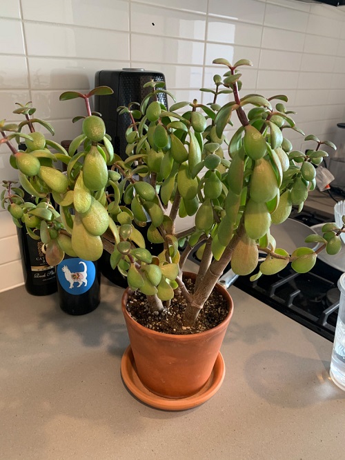 Yogurt Can Save a Dying Jade Plant 2