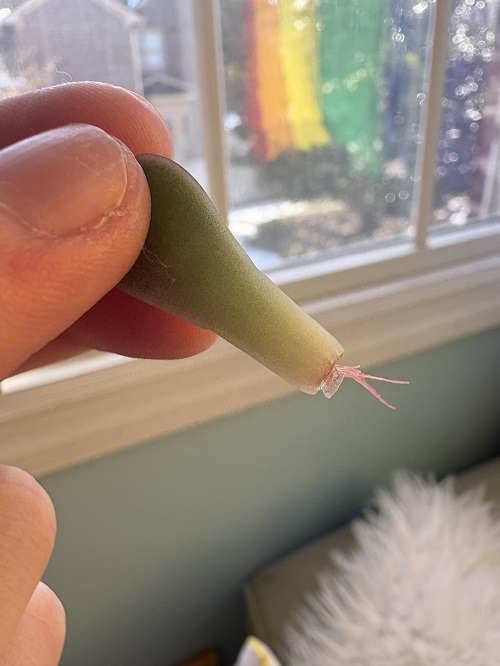 How to Fix Leggy Echeveria Without Cutting It Back 4
