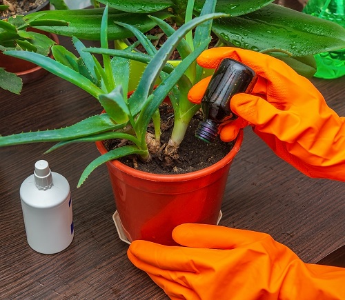 Aloe Vera Plant in pot 2