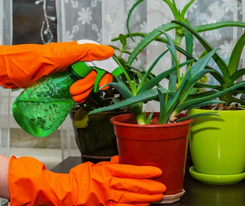 Growing Aloe Vera Indoors 6