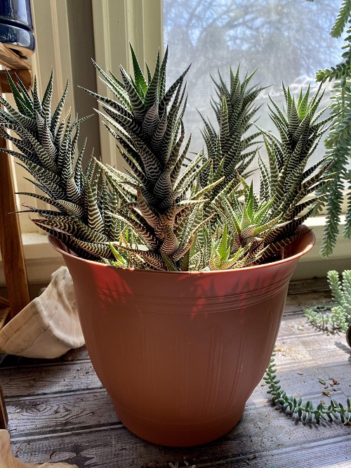 Encourage haworthia for fuller growth 2