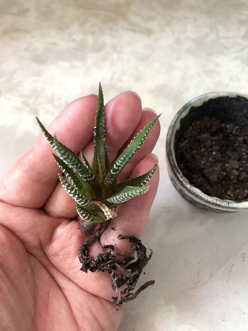 Encourage haworthia for fuller growth 4