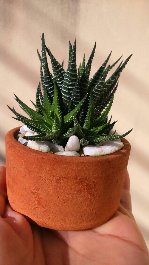 Spiky Succulents 2