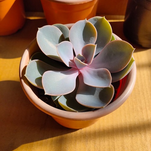 How to Fix Leggy Echeveria Without Cutting It Back 2
