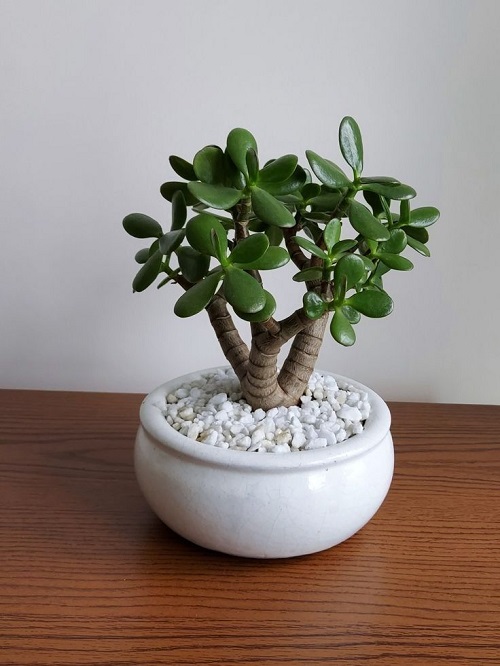 Succulents That Grow Faster in Shallow Containers 5