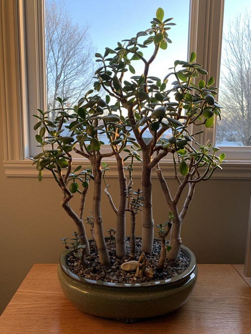 Best Pruning Tricks to Shape a Jade Bonsai Naturally 7