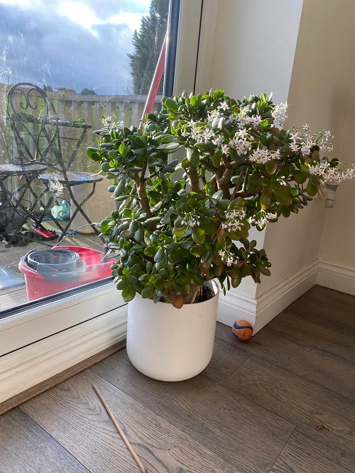 Make a Jade Plant Bushier 2