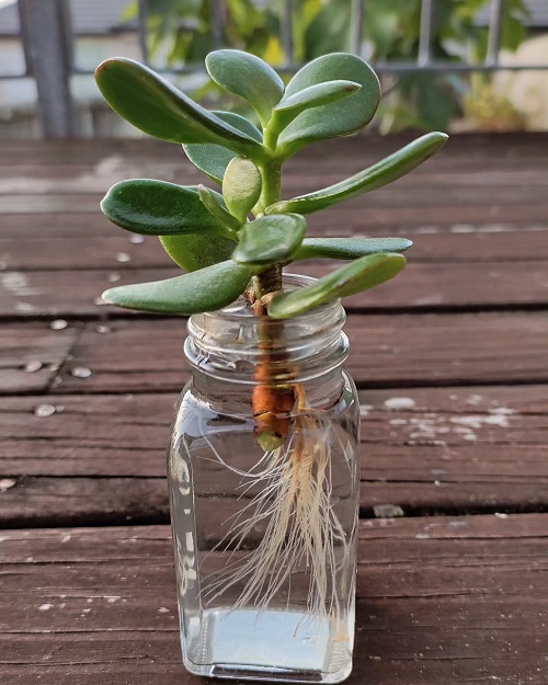 jade plant in water