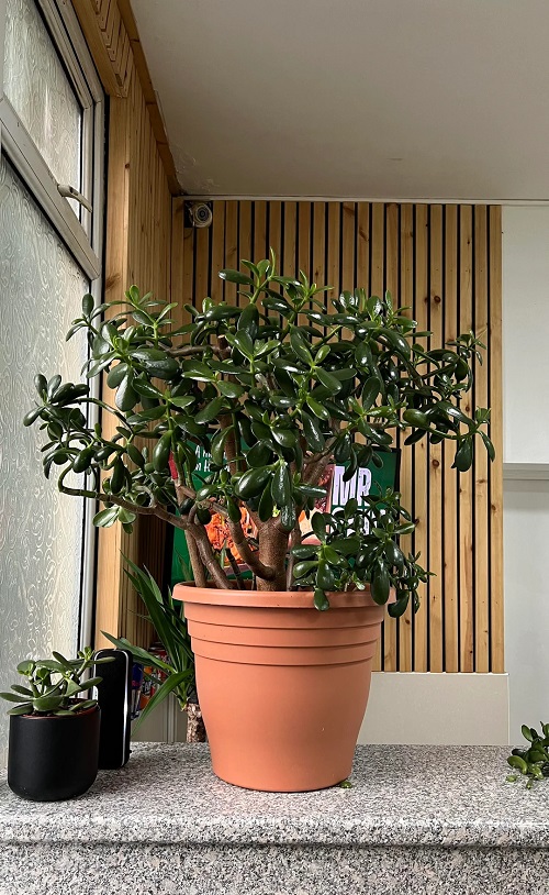 Make a Jade Plant Bushier 8
