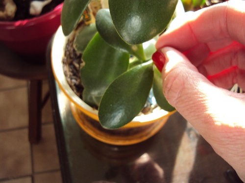 Make a Jade Plant Bushier 5