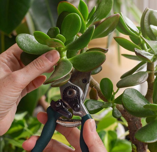 How To Grow Jade Plant Like a Tree 2