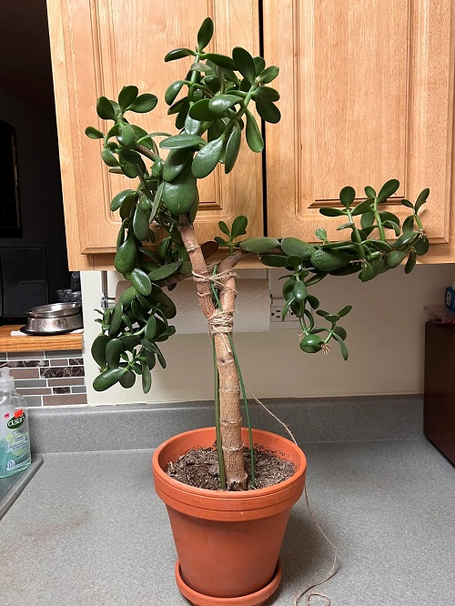 Make a Jade Plant Bushier 7