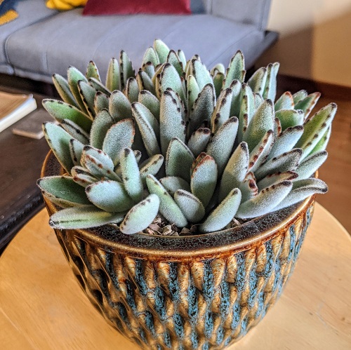 Top Succulents That Can Survive Indoors 3