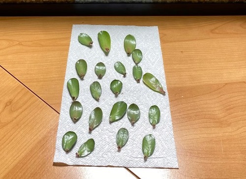 Propagate Succulent Leaves without soil 3