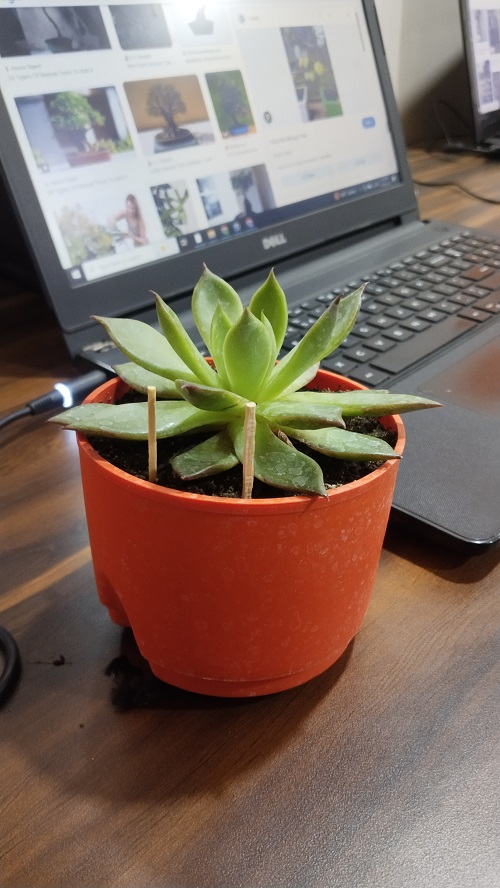 Stick Matchstick In Succulent Soil 1