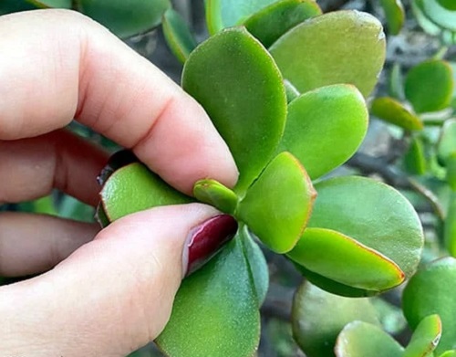 Best Pruning Tricks to Shape a Jade Bonsai Naturally 4