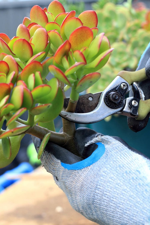 Prune Jade Plant