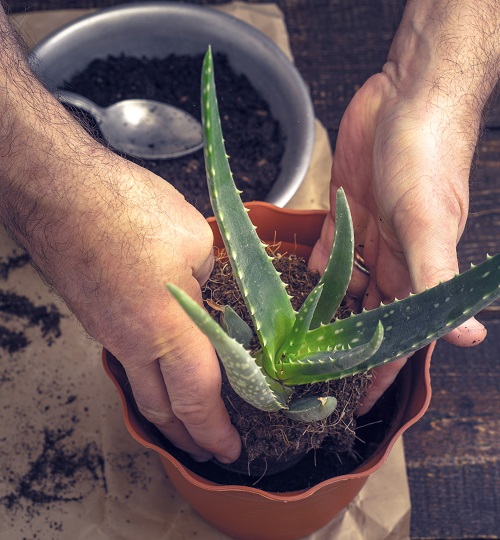 Aloe Vera Plant in pot 2
