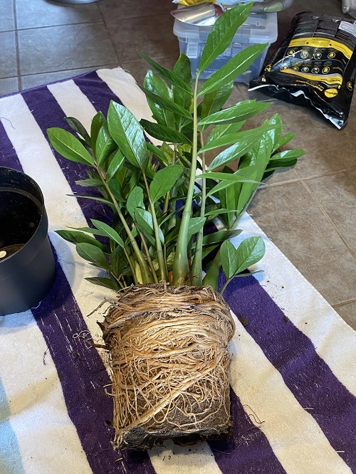 ZZ Plant Grow More Stems 4