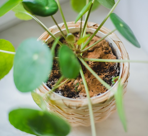 Cinnamon on Succulent Cuts 3