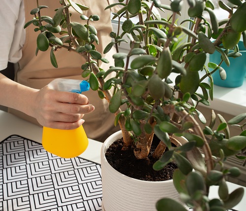 Make a Jade Plant Bushier 4