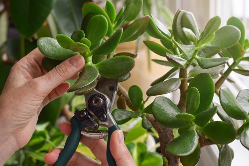 Make a Jade Plant Bushier 6