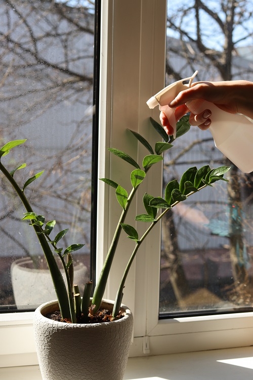 ZZ Plant Grow More Stems 6