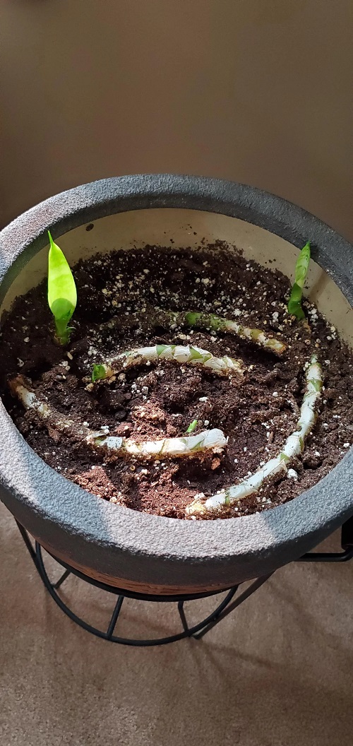 snake Plant Propagate the Rhizome