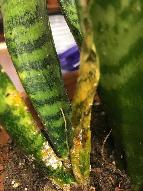 snake plant Monitoring for Pests and Disease