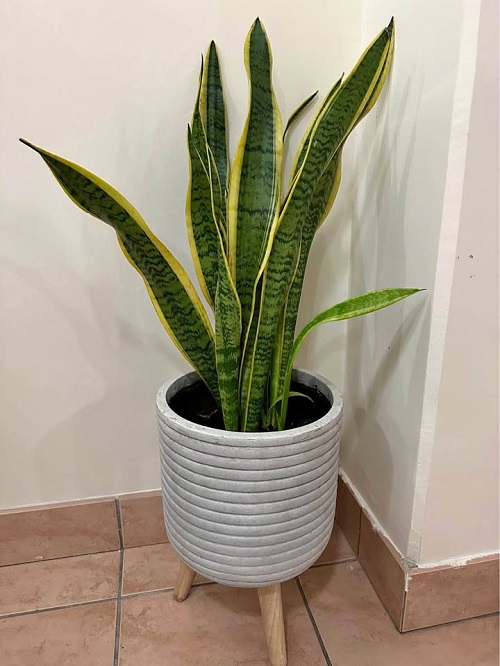 snake plant indoor