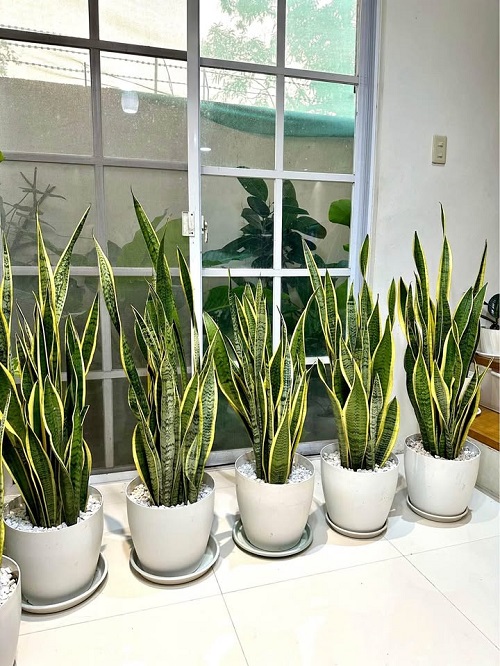 Popular Varieties with Stripes and Patterns