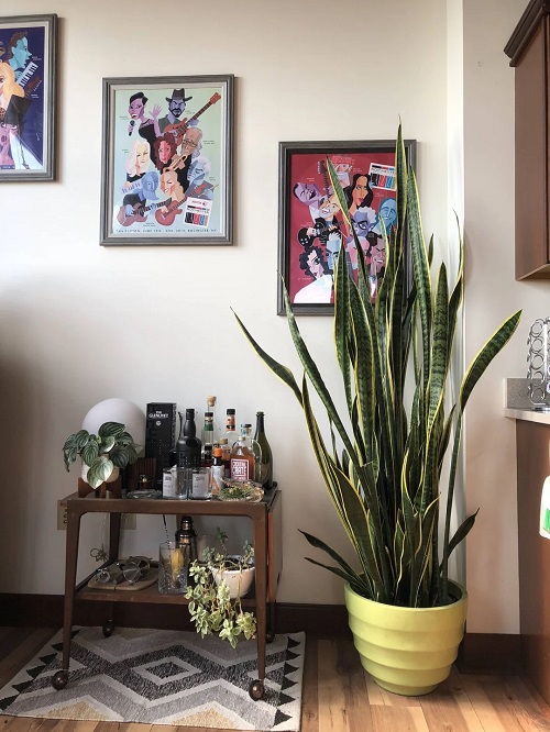 Snake Plant indoor