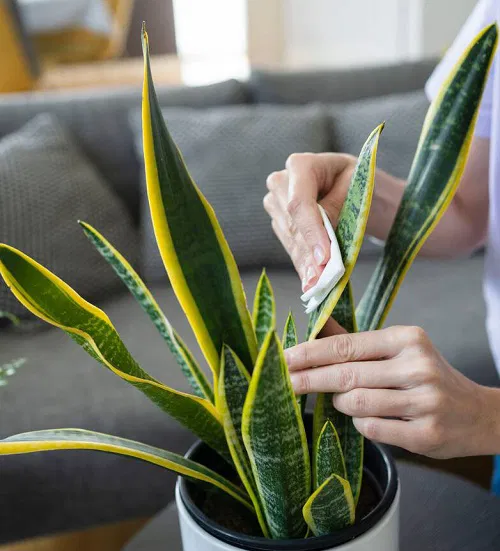 snake plant clean leaves