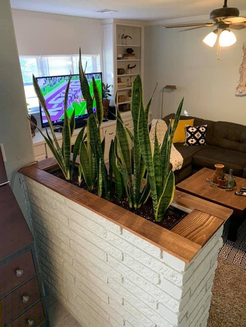 Modern snake plant arrangement idea 2