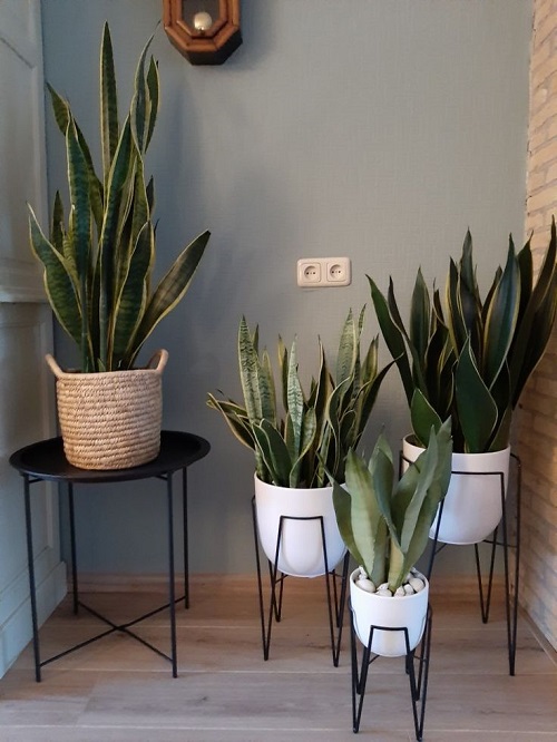 Modern snake plant arrangement idea 3