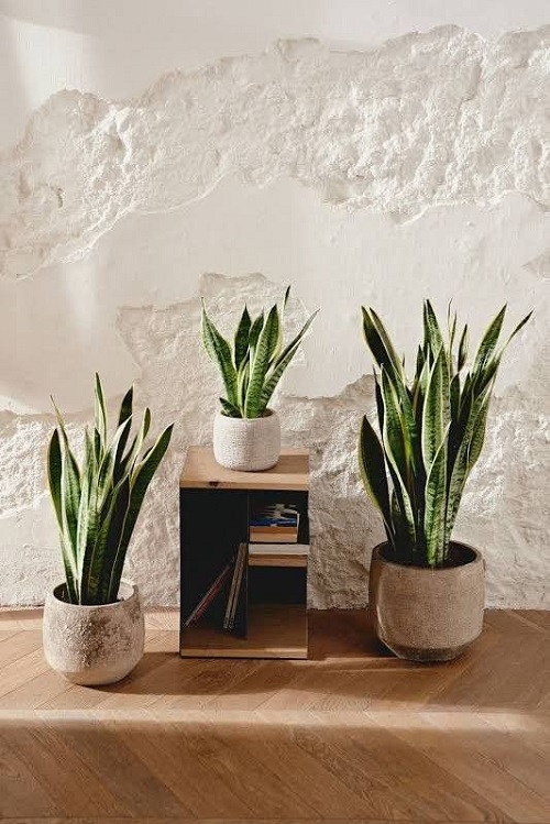 Modern snake plant arrangement idea 4