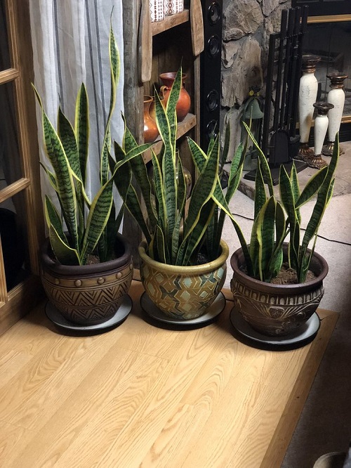 Modern snake plant arrangement idea 5