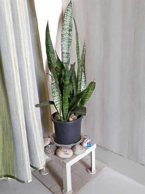 Modern snake plant arrangement idea 6