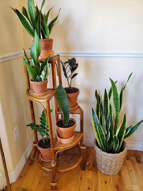 Trending snake plant arrangement idea 1
