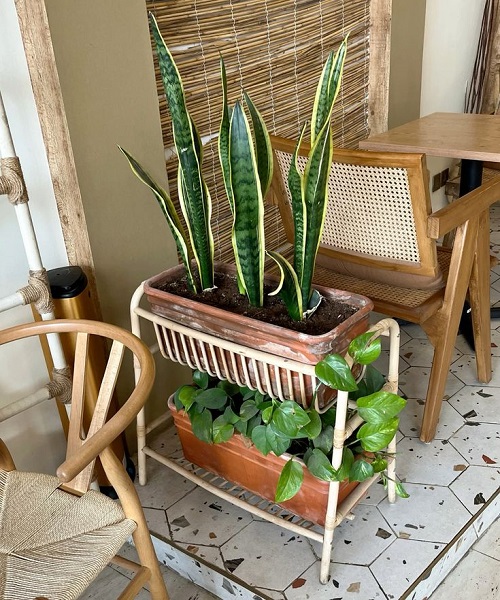 Trending snake plant arrangement idea 2