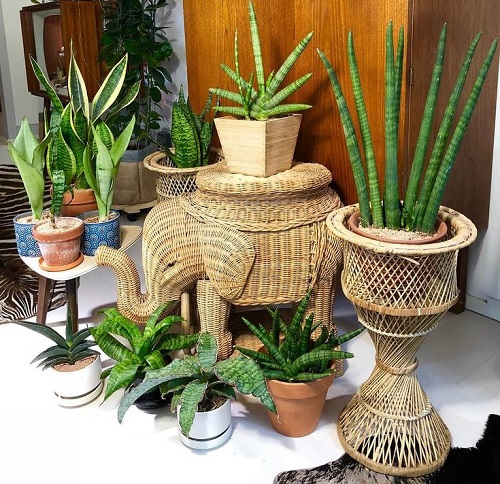 Trending snake plant arrangement idea 3