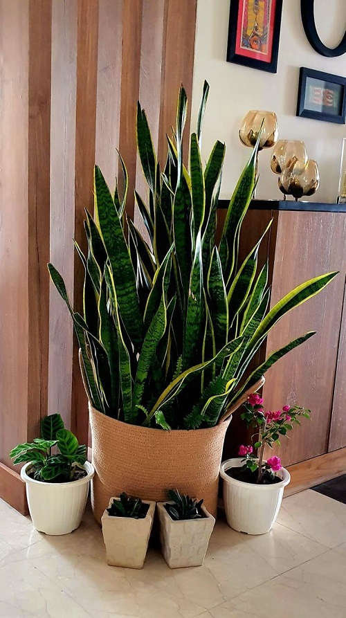 Trending snake plant arrangement idea 4