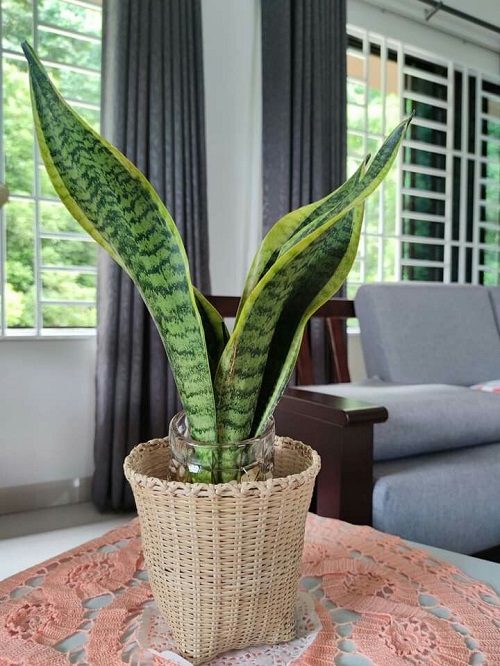 Trending snake plant arrangement idea 5