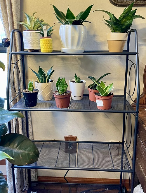 snake plant arrangement ideas2