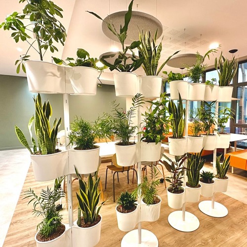 Trending snake plant arrangement idea 6