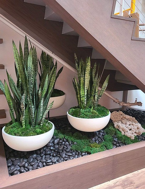New snake plant arrangement idea 1