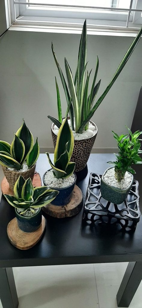 New snake plant arrangement idea 3