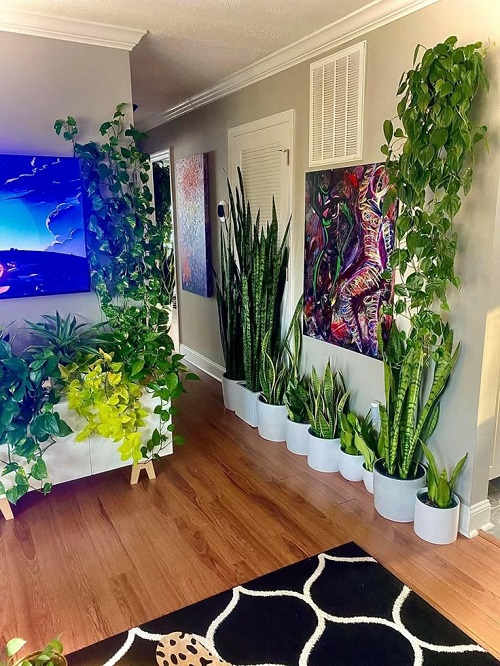 New snake plant arrangement idea 4