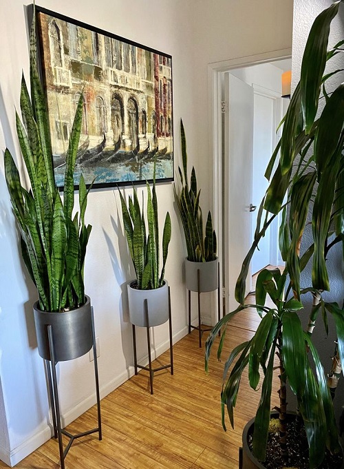 New snake plant arrangement idea 5