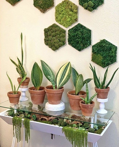 snake plant arrangement ideas3